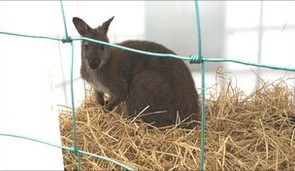 Captured wallaby